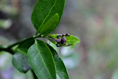 Petascelis remipes
