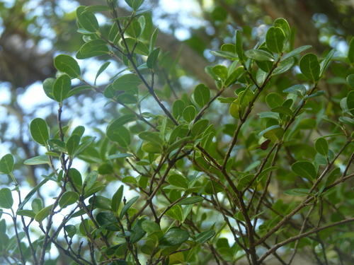 Fernelia buxifolia, photograph 6