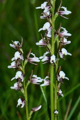 Prasophyllum suttonii
