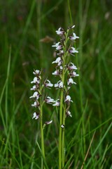 Prasophyllum suttonii