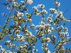 Viburnum obovatum