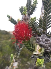 Melaleuca velutina