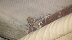 Passer domesticus indicus