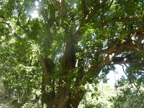 Elaeodendron orientale, photograph 3