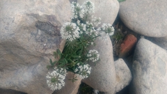 Lysimachia candida