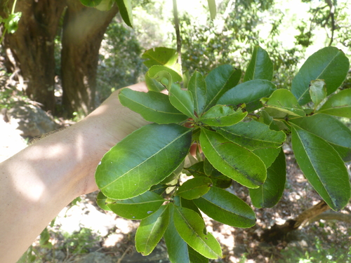 Elaeodendron orientale, photograph 5