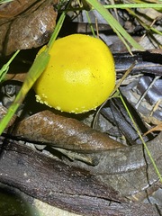 Amanita flavella