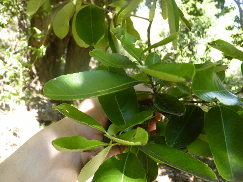 Elaeodendron orientale, photograph 6