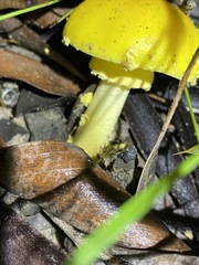 Amanita flavella