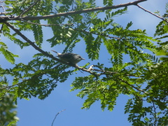 Zosterops mauritianus