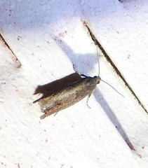 Pseudexentera mali