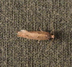 Pseudexentera mali