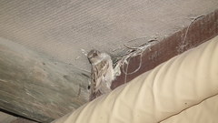 Passer domesticus indicus