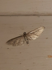 Eupithecia matheri