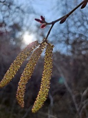 Alnus hirsuta