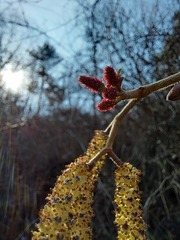 Alnus hirsuta