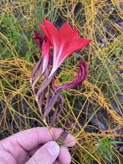 Gladiolus sempervirens