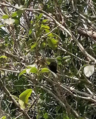 Papilio memnon agenor