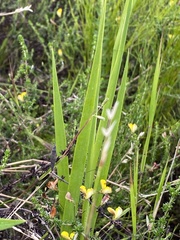 Gladiolus sempervirens