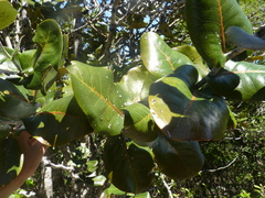 Diospyros leucomelas