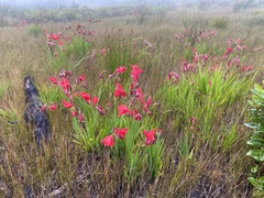 Gladiolus sempervirens