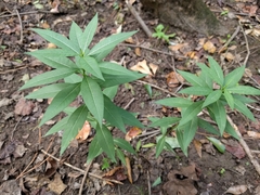 Amsonia tabernaemontana