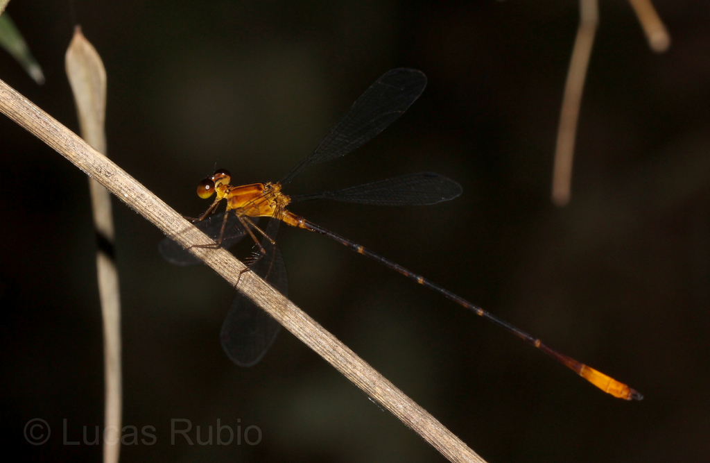 Heteragrion aurantiacum