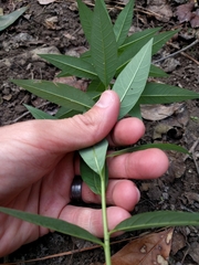Amsonia tabernaemontana