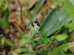 Teesdalia coronopifolia