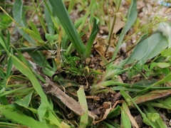 Teesdalia coronopifolia