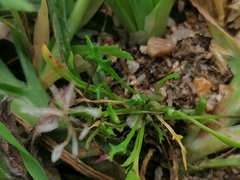 Teesdalia coronopifolia
