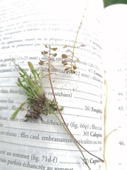 Teesdalia coronopifolia