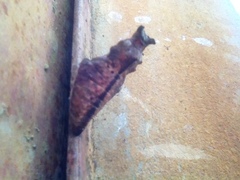 Papilio hesperus hesperus