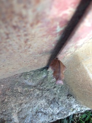 Papilio hesperus hesperus