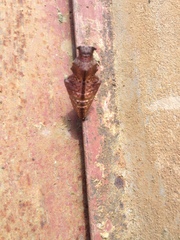 Papilio hesperus hesperus