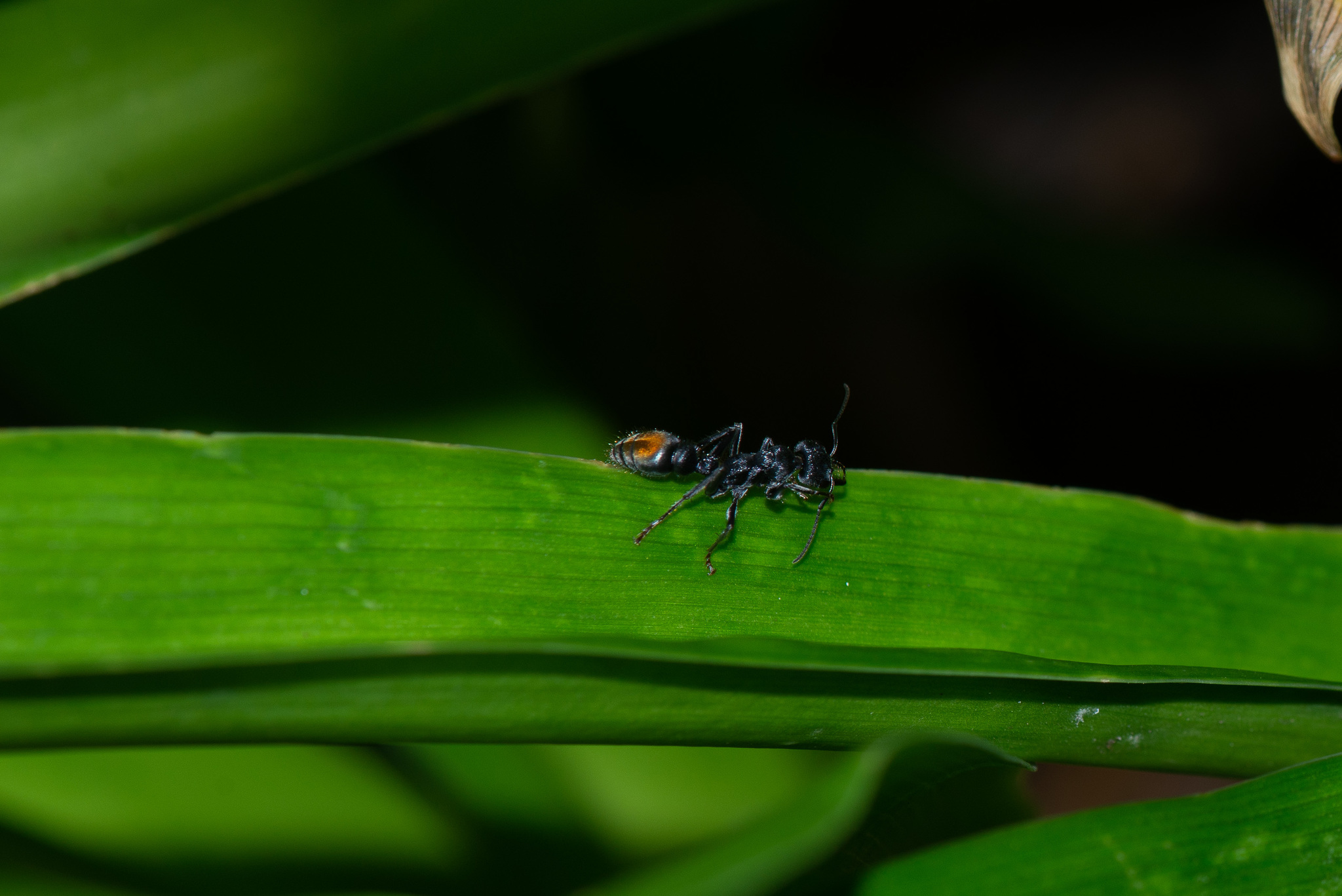 Myrmecia rugosa