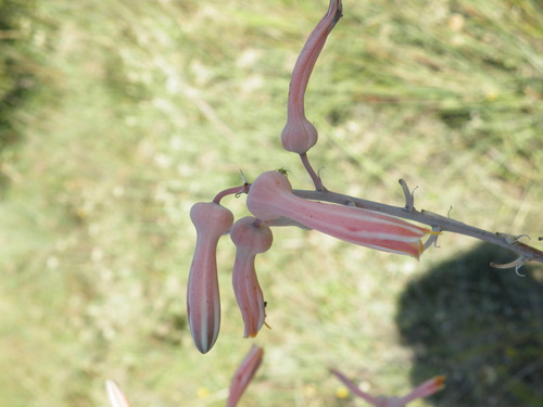 Image of Aloe zebrina by (c) Antoinette Eyssell Knox, some rights reserved (CC BY-SA)