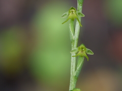 Peristylus aristatus