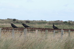 Corvus corone