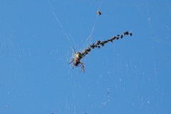 Trichonephila sexpunctata