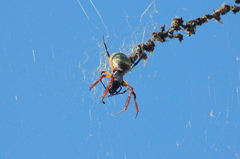 Trichonephila sexpunctata