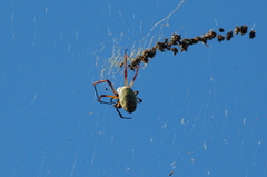 Trichonephila sexpunctata
