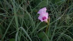 Ipomoea grandifolia
