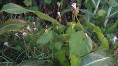 Ipomoea grandifolia