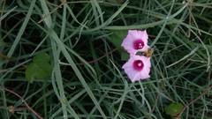 Ipomoea grandifolia