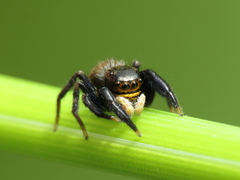 Euophrys herbigrada