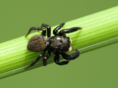 Euophrys herbigrada