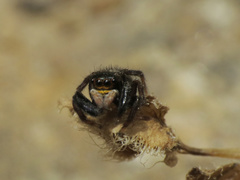 Euophrys herbigrada