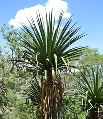Furcraea macdougallii