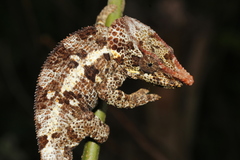 Calumma crypticum
